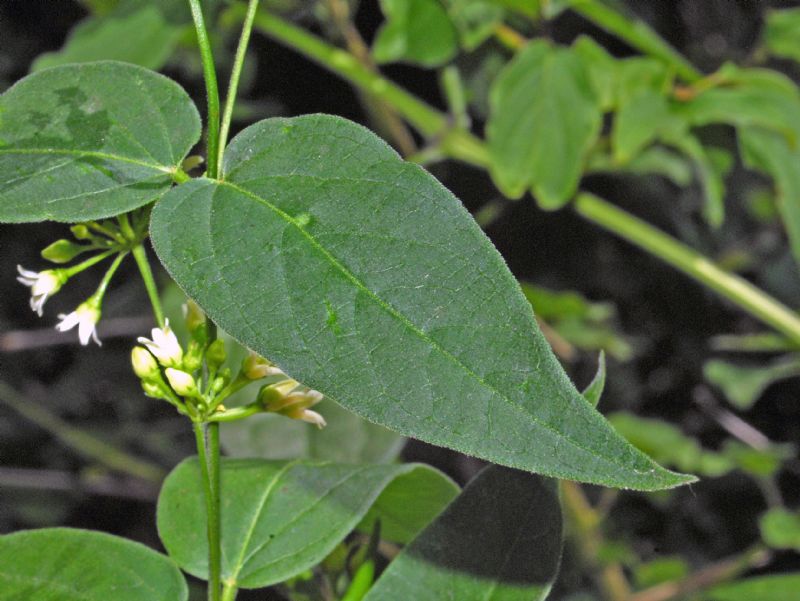 Vincetoxicum hirundinaria, Apocynaceae